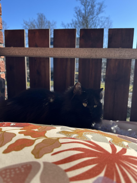 En svart katt ligger på sängen från förra bilden