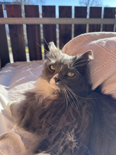 En grå och vit långhårig katt ligger sked med matte på en balkong. Man ser räcket och en blå himmel i bakgrunden.