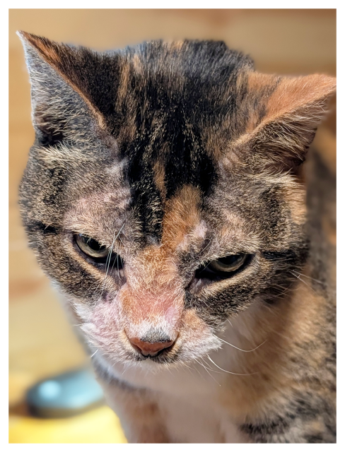 high-angle close of a calico cat's head and chest. they have green eyes and are looking ahead with a serious expression. the background is neutral. 