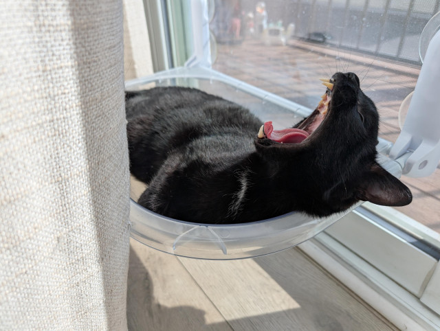 Charlie the large black cat lounging in a plastic bed attached to the sliding glass door with suction cups. He's looking up and yawning, with his mouth as far open as he can manage. It's like he's a baby bird waiting for food from their parents, except with fur and teeth.