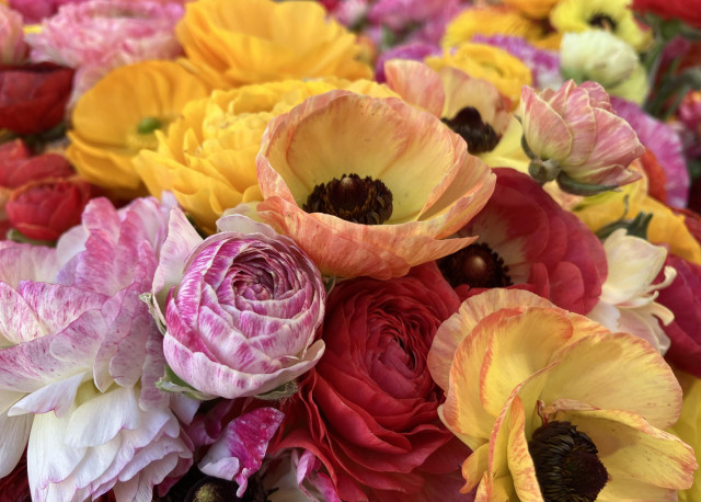 Ranunculus blooms in assorted colors: yellow with red trim, a white-and-pink combo, pure red, etc.