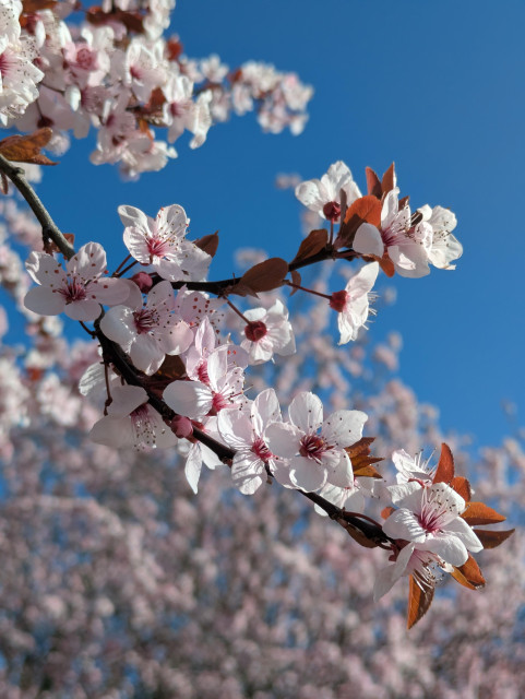 A close-up of a flowering tree branch covered in pale pink blossoms, each with five delicate petals and darker pink centers, extending diagonally across the frame against a clear, bright blue sky; small reddish-brown leaves and unopened buds are visible along the dark branch, while the background is softly blurred with more clusters of similar blossoms, creating a sense of depth and highlighting the sharp detail and texture of the flowers in the foreground.