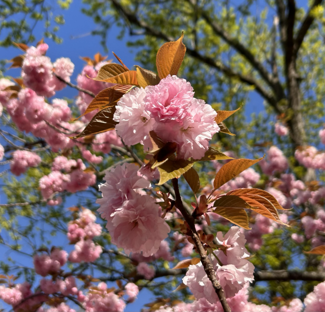 Clusters of ornamental cherry tree blooms (pale pink ruffled small flowers and goldish-green finely tooth-edged leaves) against a blurred background of a tall tree with spring green leaves, and a bright blue sky.