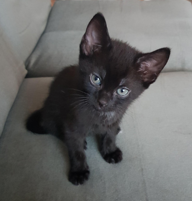 A black kitten is sitting upright on a sofa, staring up at the camera with what looks like an irritated expression