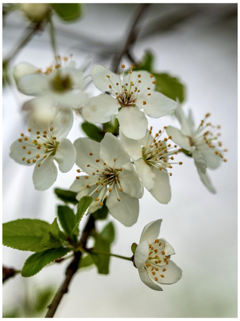 Nahaufnahme einer weißen Kirschblüte vor verschwommenem Hintergrund 