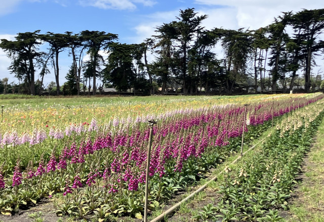 A commercial flower field with rows of purple foxglove, and a row of lavender-colored foxglove, too. A half-picked row seems to be white foxglove. In the distance, there are colorful flowers, probably ranunculus. At the far side of the field is a row of tall trees.