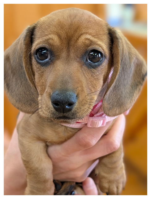 close-up of a small brown dachshund puppy with large dark eyes, floppy ears, and a pink collar, being gently held by a person's hand. out of focus background.