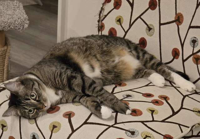A brown tabby cat with white paws and chest lays on her side, looking at the camera