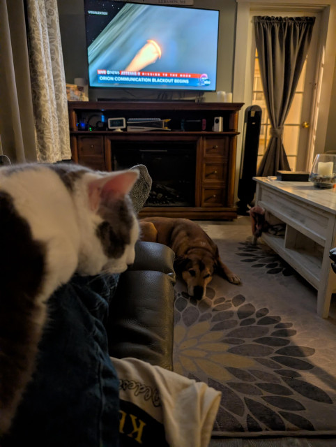 A dog and a cat ignoring the TV while Artemis II is returning to earth... 