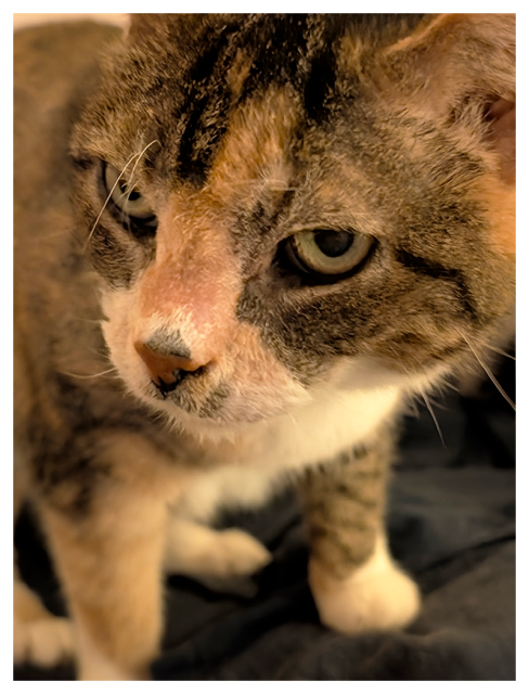 close-up of a calico cat with a white muzzle, chest, and paws. cat has green eyes, a pink nose, and looks slightly to the side with a serious expression. 