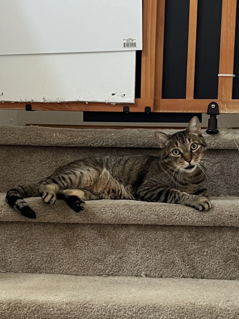 Beautiful tabby cat lounging on the stairs, bright-eyed and mouth slightly open so he looks like he’s smiling