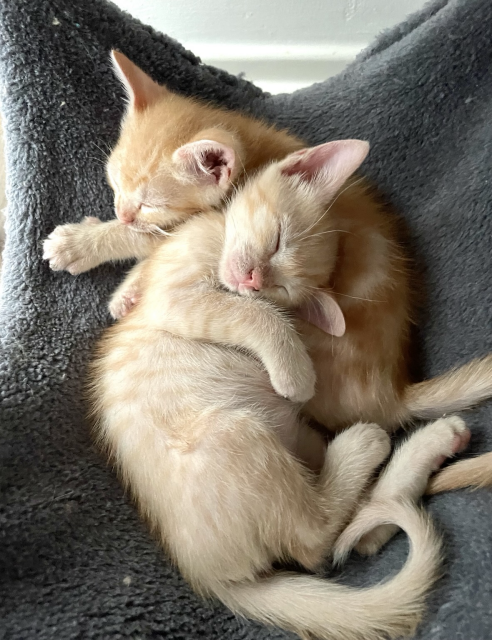 Two small orange kittens sleeping together in a cat tree hammock. If it seems I have lots of sleeping kitten pics, that is correct. Sleeping kitties are peaceful and cute