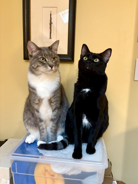 Two short-haired cats sitting upright next to each other on a plastic bin full of fabric. One is a tuxedo-fronted blue tabby with handsome white mitts and his dark gray tail curled around them. He looks calmly somewhere between us and his sister. She is a black cat with just two visible white spots, at her collarbone and on her tummy. She looks mysterious but a little silly as she looks up toward the sunlight. Behind them there is an art print of an oboe.