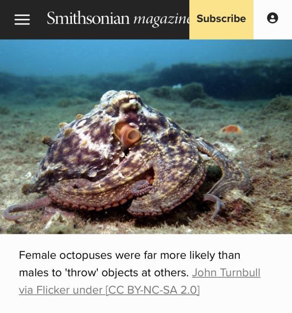 Screenshot of a octopus pic