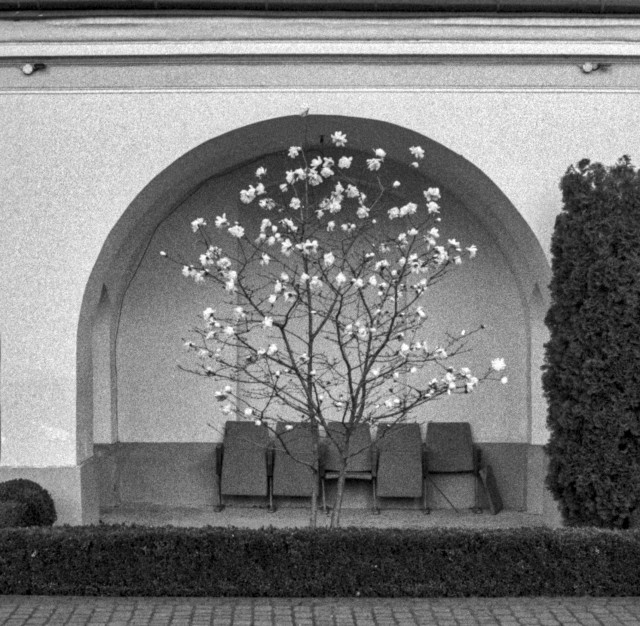 A flowering tree in early bloom stands centered within a rounded stone arch niche, its bare branches dotted with white blossoms. Five folding chairs are arranged beneath it against the back wall. Neatly trimmed hedges and an evergreen shrub frame the foreground, while small wall-mounted lights accent the arch above. Shot on black-and-white film with visible grain.