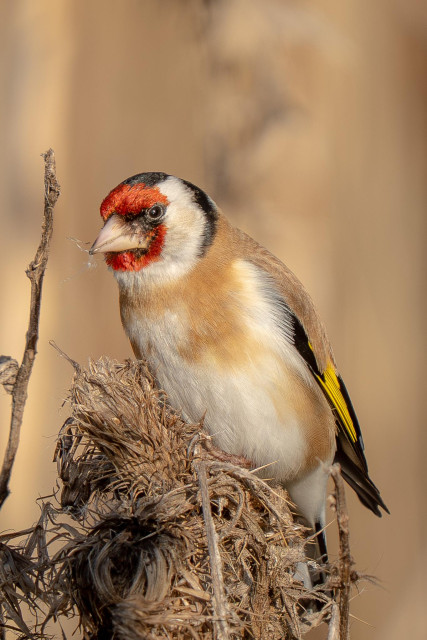 A goldfinch is perched on a thistle panicle. The bird is facing the viewer, with its head turned slightly to one side. It is holding a seed in its beak.