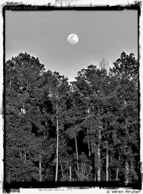 A black and white photo of the a nearly full moon against a clear sky.  It's sitting above a treeline of pine trees. 