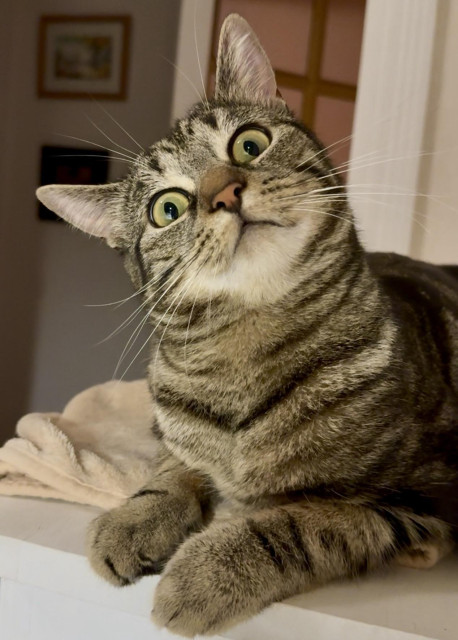 A close-up of a tabby cat resting on a ledge, looking curiously at the camera with wide eyes. The background features soft lighting and a hint of decor.