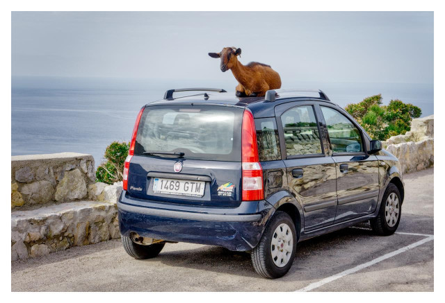 A realistic outdoor photograph taken on a cloudy day shows a dark blue Fiat Panda car parked in a seaside parking spot. The car is viewed from a rear three-quarter angle, so we clearly see its back and right side. It has a silver roof rail, red taillights and a  colorful sticker on the rear. Sitting calmly right in the middle of the car’s roof is a brown goat with short horns. The goat is facing slightly toward the left of the image, looking out over the scene with its head held high. In the background stretches a wide, calm blue sea under a pale gray overcast sky. To the left and behind the car runs a low, rough stone wall made of large gray rocks, with small green bushes growing between the stones. The car is parked on light gray asphalt marked with white parking lines. The overall atmosphere is peaceful and slightly humorous, capturing the unexpected sight of a goat comfortably perched on top of a car right beside the ocean.