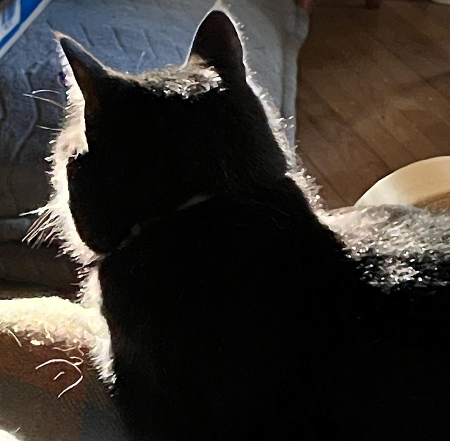 Closeup photo of a black cat taken from behind, the morning sun shining through her longer guard hairs so she is outlined with bright light. 