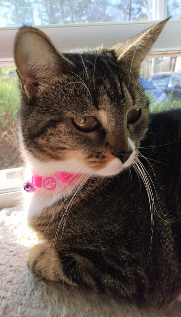 Lying on a white window shelf is Pax, our brown tabby cat with white markings.  Her head is looking back over her shoulder at something in the room.  Her forelegs are curled underneath her.  A bright pink collar with a tiny pink bell is around her neck.