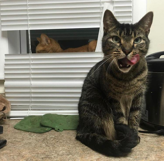 Tabby Pascal sits in front of a window blind on the kitchen counter, licking his chops, while orange tabby Darron lays behind the blind. A few slats are missing from it. They are likely the culprits.