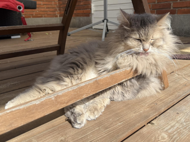 Closeup of a grey Siberian cat (Knold) lying on a wood terrace floor with the sun shining on at least parts of his body. He is resting his upper body (and his fluffy mane/beard) on the horizontal crossbar of a chair. His tongue is out, licking the chest fur which is conveniently being pushed up by the crossbar. He is still very fluffy, despite the ongoing shedding.