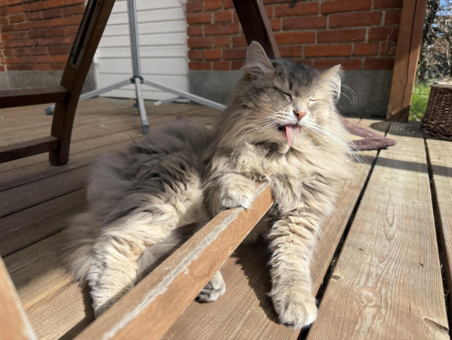 Closeup of a grey Siberian cat (Knold) lying on a wood terrace floor with the sun shining on parts of his body. He is resting his upper body on the horizontal crossbar of a chair, the left front paw on the other side. His tongue is out, licking the chest fur. He is still very fluffy, despite the ongoing shedding.