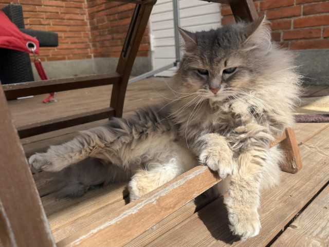 Closeup of a grey Siberian cat (Knold) lying on a wood terrace floor with the sun shining on parts of his body. Both front paws and his upper body are resting on the horizontal crossbar of a chair. He is still very fluffy, despite the ongoing shedding.