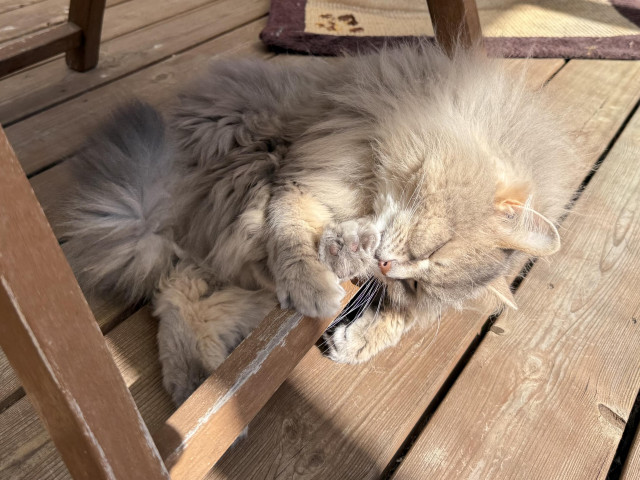Closeup of a grey Siberian cat (Knold) lying on a wood terrace floor with the sun shining on parts of his body. His upper body is resting on the horizontal crossbar of a chair. The left front paw is over the bar and resting on the floor while he is licking his left rear paw sticking out between his head and his right front paw. It all looks very messy, but apparently very comfortable 😺