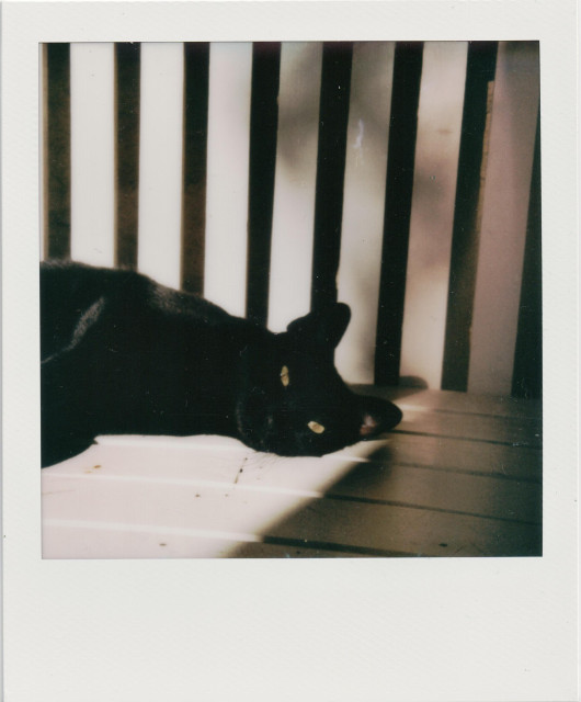 A black cat, its eyes narrowed to slits, lounges in the sun of a bench. Just its upper body is seen and part of the bench is draped in shadow. 