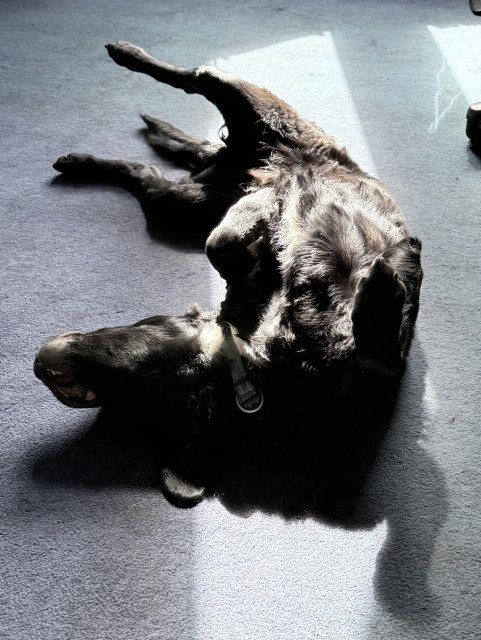 A black dog with a white chest stripe lying on his back on an old faded blue carpet, enjoying a sunbeam. His legs are in the air, and the room is well-lit.
