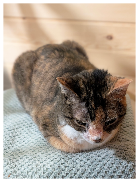 close-up of a calico cat with white markings lies curled on a textured, pale blue towel on the seat of an unseen chair. a light wood wall is out of focus in the background.