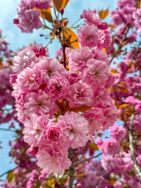 A close-up photo of a cherry blossom tree with its vibrant pink flowers in full bloom