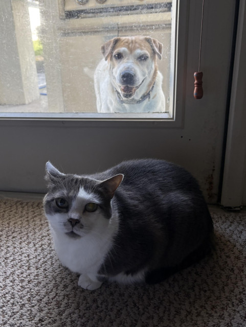Close up of a grey and white cat crouched on the carpet in front of a door. We can see clearly through the window in the door where a white and brown beagle mix is waiting to be let back inside.