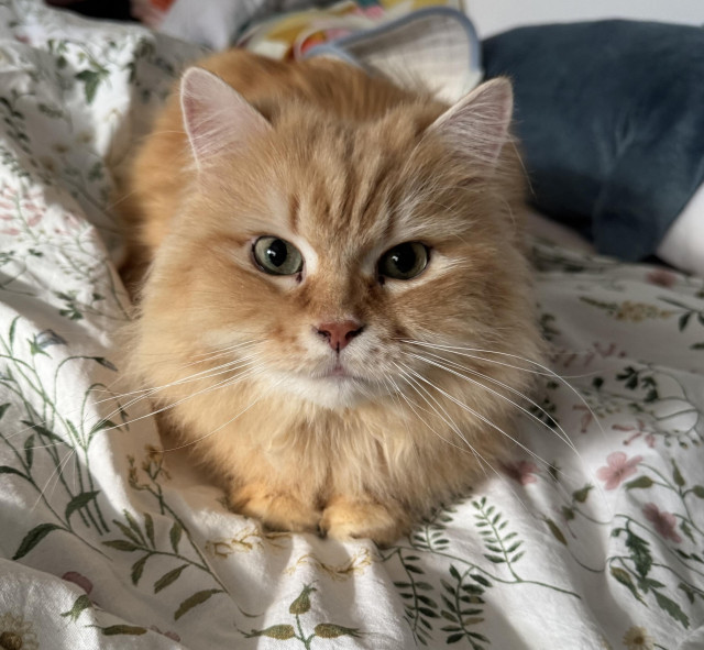 A close-up of a fluffy, orange tabby cat with green eyes, lying on a floral-patterned blanket.