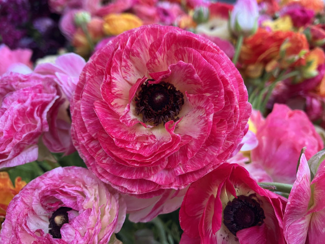 Ranunculus blooms. The one front and center has dark pink petals with some white at the center. It's surrounded by other blooms in pink and red.