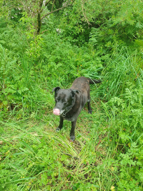 La photo montre une chienne noire, de taille moyenne. Debout, elle regarde vers moi. Elle se lèche la truffe. Sa langue rose est floue. Le fond est très vert