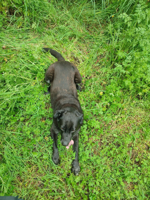 La photo montre une chienne noire, de taille moyenne qui est couchée. Elle se lèche les babines. On voit bien sa langue rose.vLe fond est très vert