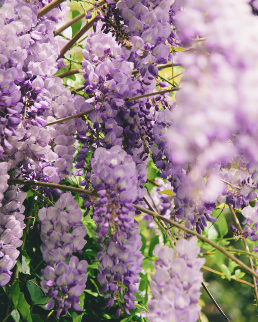 purple wisteria flowers