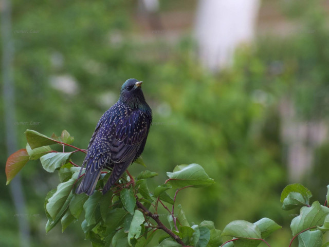 Bird, closeup, color, photo