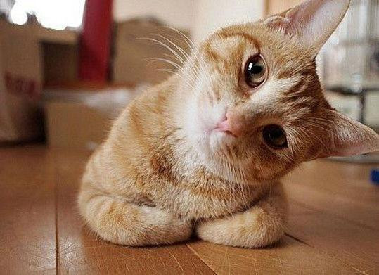 Small orange cat on the floor tilting its head to the left with the look of curiosity on its face.