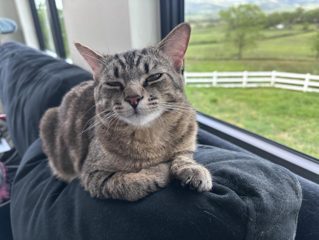 Cato, a tabby cat, looking eepy on the couch in front of the window.