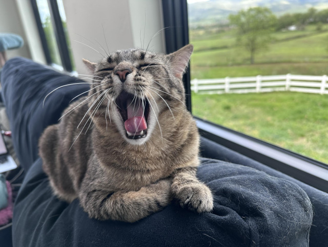Cato, a tabby cat, yawning broadly on the couch in front of the window.  There are a lot of whiskers.