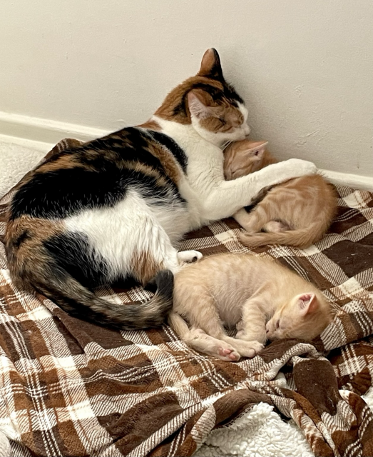 A calico cat hugs and grooms an orange kitten as the second orange kitten sleeps beside them