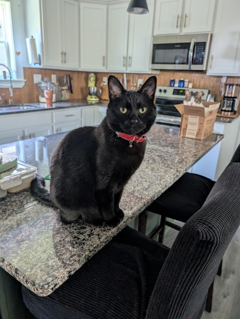 A black cat with bright yellow eyes and a red collar sits on a granite kitchen counter, staring directly at the camera. Behind the cat is a modern kitchen with white cabinetry, stainless steel appliances, and a wooden backsplash.