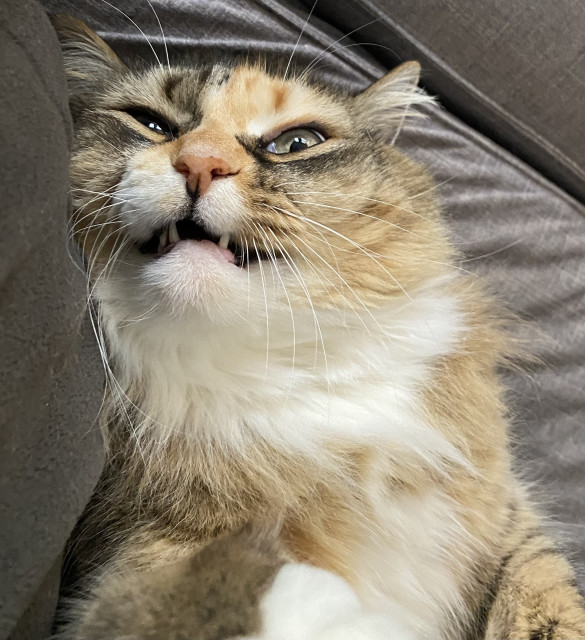 Close up of fluffy tabico cat lying on her back on grey sofa, with teeth partially bared