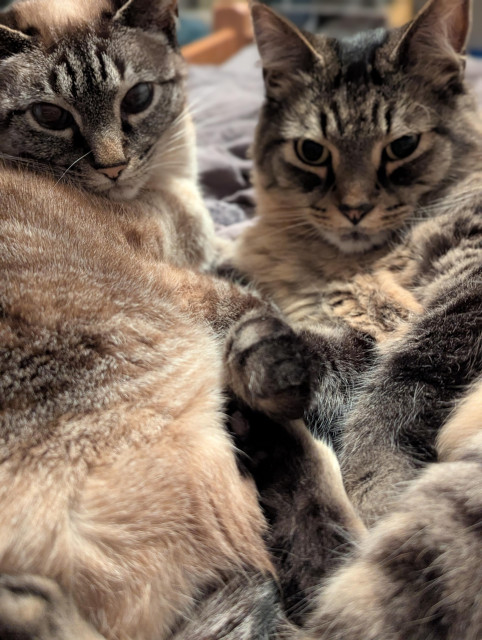 two tabby cats lying belly to belly, paws all tangled up in a pile. they look sleepy and contented. 