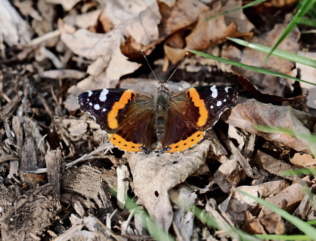 This photo shows a medium sized butterfly. It has a brown body and wings. The tips of its wings are black with white spots and it has an orange bar on each wing and at the back edge of the wing. It is a red admiral! 