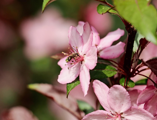This photo shows pink flowers on a small tree. I believe it was a crab apple tree. A small shiny bee is digging for nectar in one of the blooms. I believe it is a blue mason bee (Osmia lignaria). It is one of the non-honeybee species that is cultivated for use in springtime agriculture.